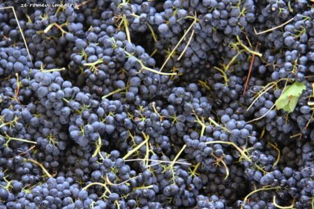 Terra Do Sul Wines By Garagiste Jose Romeu De Abreu & The Wine Making Process [18]