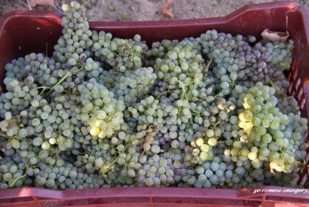 Terra Do Sul Wines By Garagiste Jose Romeu De Abreu & The Wine Making Process [20]