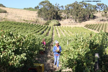 Terra Do Sul Wines By Garagiste Jose Romeu De Abreu & The Wine Making Process [5]