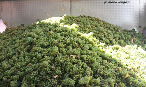 Terra Do Sul Wines By Garagiste Jose Romeu De Abreu & The Wine Making Process [51]