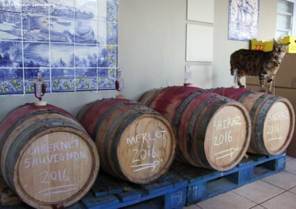 Terra Do Sul Wines By Garagiste Jose Romeu De Abreu & The Wine Making Process [6]
