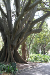 The Company Gardens Cape Town City Arcchitecture (16)