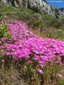 The Lions Head Walk & Hike Tour [13]