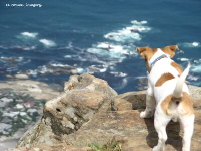 The Lions Head Walk & Hike Tour [31]