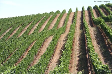 Tokara Wine Estate [2]
