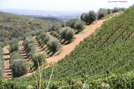 Tokara Wine Estate [3]