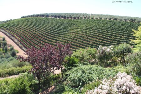 Tokara Wine Estate [7]