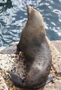 Tours of Western Cape Harbours, Sturrock Dry Docks, Hout Bay, Kalk Bay, Saint Helena Bay [37]