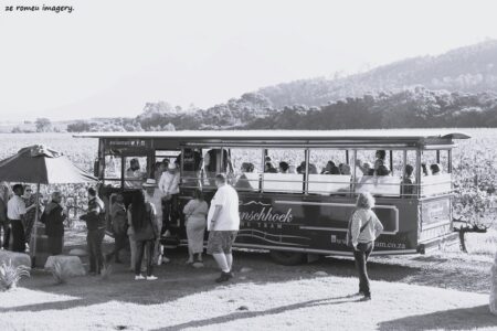 Tram Wine tasting in Franshoek