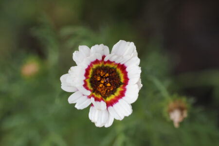 Tricolor Daisy on Cape Floral Photgraphy Tour