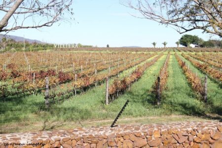 Villeira Wines, Stellenbosch Villeira Wines, Stellenbosch