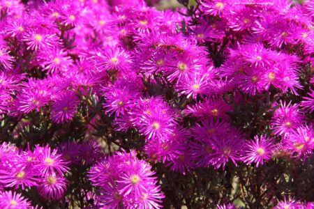 Vygie Flowers on Flower Photograhy Tour