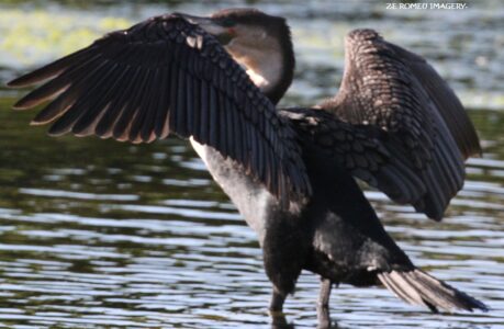 Waterbirds [1] at Intaka Island