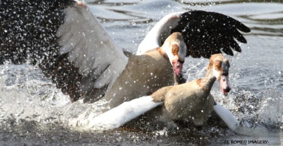 Waterbirds [10] at Intaka Island