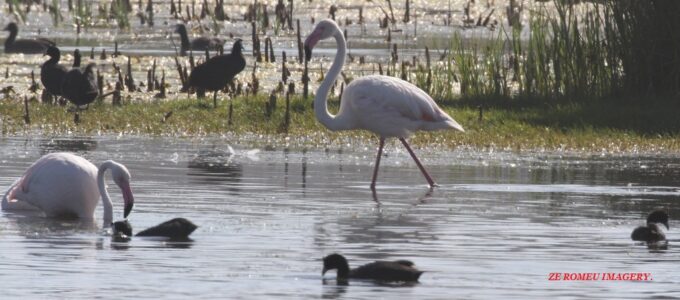 Waterbirds [11] at Intaka Island