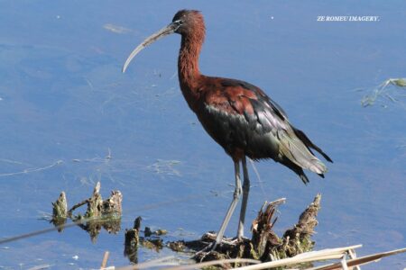 Waterbirds [12] at Intaka Island