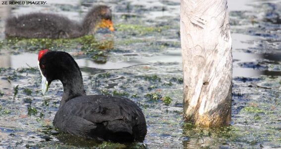 Waterbirds [2] at Intaka Island