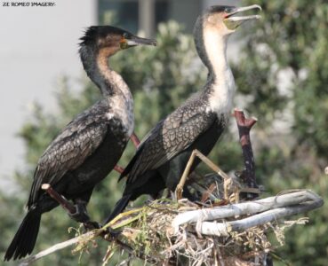 Waterbirds [3] at Intaka Island