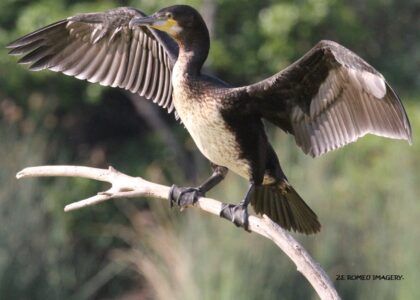 Waterbirds [4] at Intaka Island