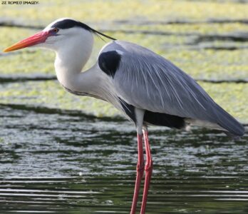 Waterbirds [5] at Intaka Island