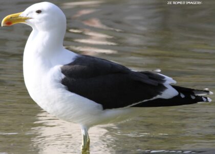 Waterbirds [6] at Intaka Island