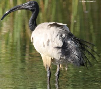 Waterbirds [7] at Intaka Island