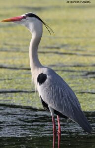 Waterbirds [8] at Intaka Island