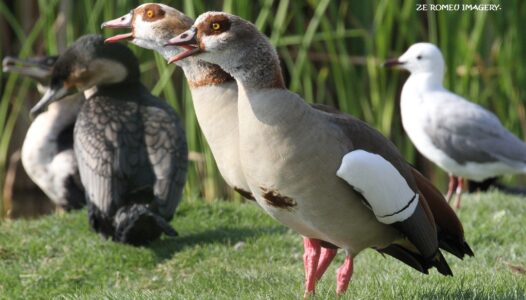 Waterbirds [9] at Intaka Island