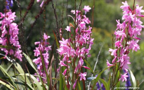 Watsonia on Cape Floral PhotographyTour