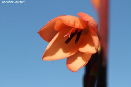 Watsonia on Flower Photography Tour