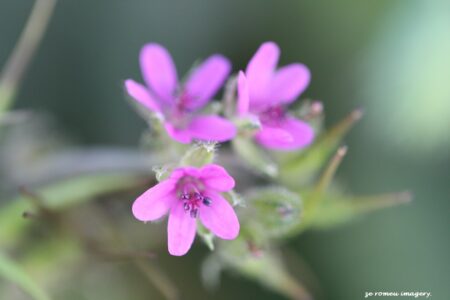 Weed In Flower #2 On Flower Photgraphy Tour