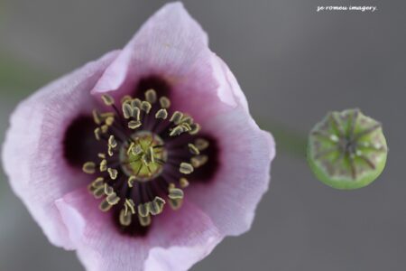 Weed In Flower On Flower Photgraphy Tour