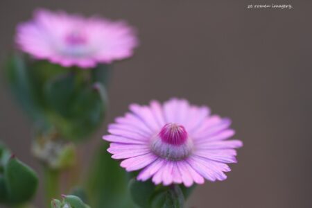 Wild Daisy Photgraphy
