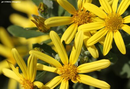Wild Daisy on Flower Photography Tour