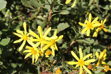 Wild Daisy on Flower Photography Tour