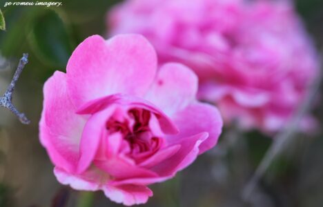 Wild Pink Rose Close Up on Cape Flower Photography Tour
