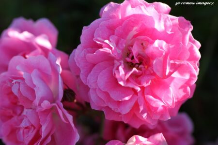 Wild Pink Roses on Cape Flower Photography Tour
