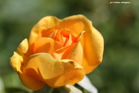 Wild Rose on Flower Photograhy Tour