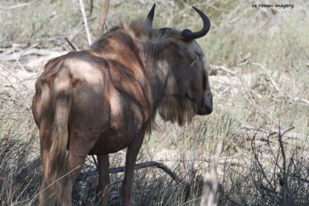 Wildebeest on Safari Tour