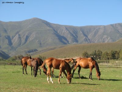 Wine Farm Tour & Photgraphy showing Grazing Horses with Cape Fold Mountains