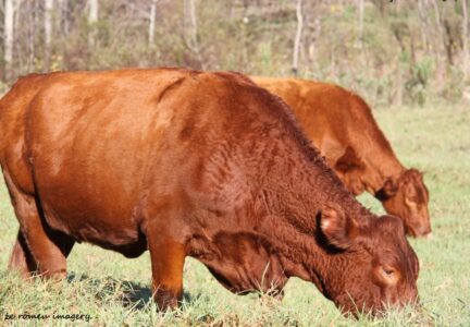 Wine Farm Tour showing Grazing Nguni Cows