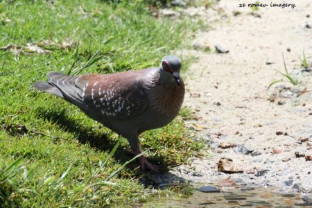 Wood Pigeon at Intaka Island