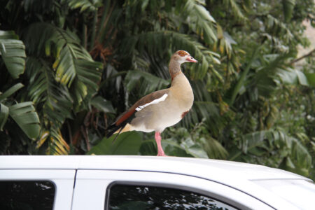 World Of Birds Wildlife Sanctuary & Monkey Park Hout Bay (1)