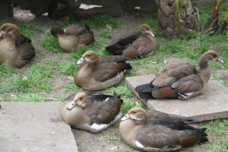 World Of Birds Wildlife Sanctuary & Monkey Park Hout Bay (10)