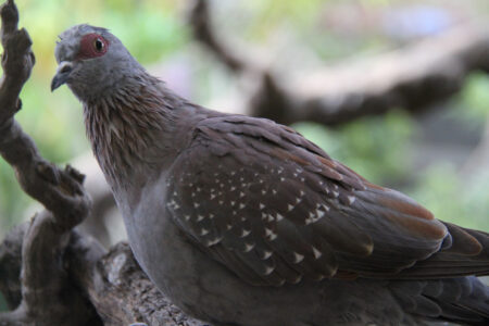 World Of Birds Wildlife Sanctuary & Monkey Park Hout Bay (100)