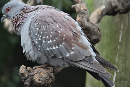 World Of Birds Wildlife Sanctuary & Monkey Park Hout Bay (102)