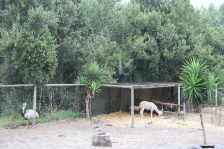 World Of Birds Wildlife Sanctuary & Monkey Park Hout Bay (103)