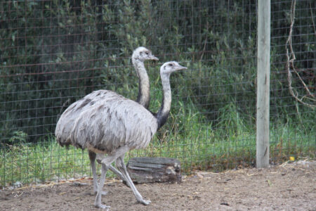 World Of Birds Wildlife Sanctuary & Monkey Park Hout Bay (104)