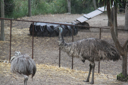 World Of Birds Wildlife Sanctuary & Monkey Park Hout Bay (105)
