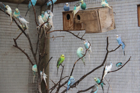 World Of Birds Wildlife Sanctuary & Monkey Park Hout Bay (112)